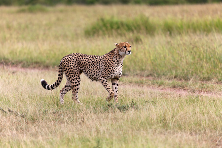 精彩的猎豹狩猎在马赛马拉国家公园肯尼亚