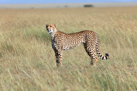 在马赛马拉国家比赛中的精彩猎豹狩猎公园肯尼亚