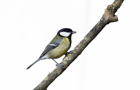 大山雀，parus 主要