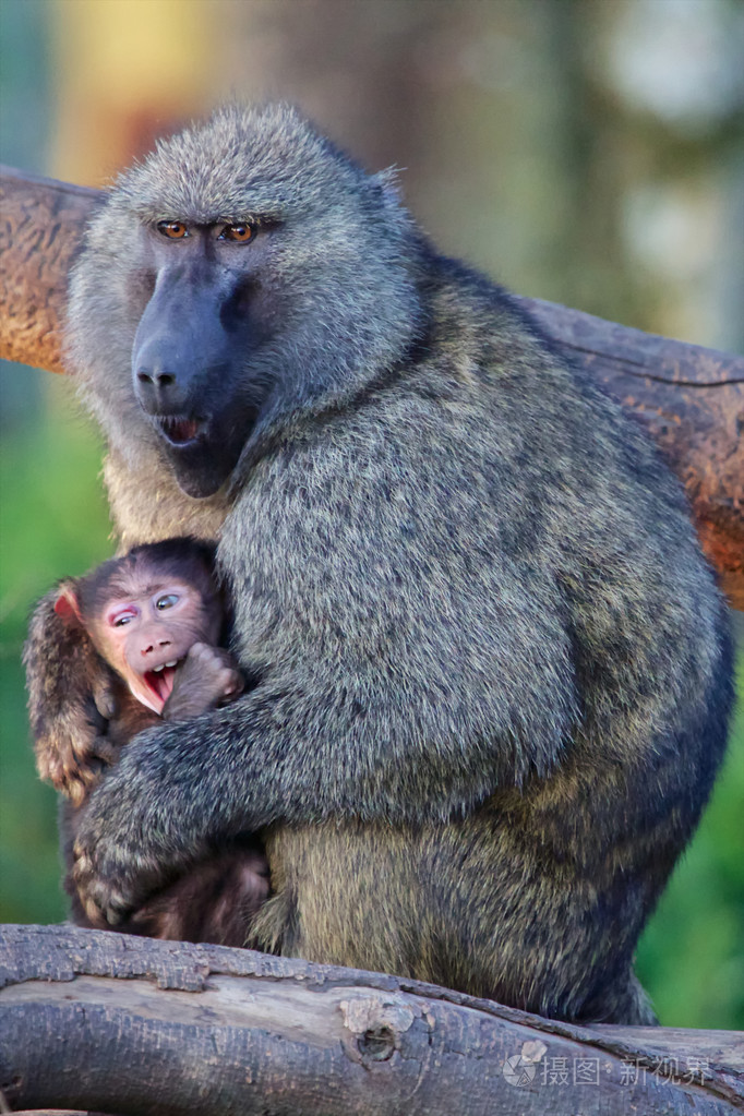 与橄榄狒狒是婴儿在奈瓦夏湖国家公园