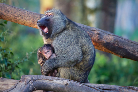 尖叫，橄榄狒狒是婴儿在奈瓦夏湖国家公园