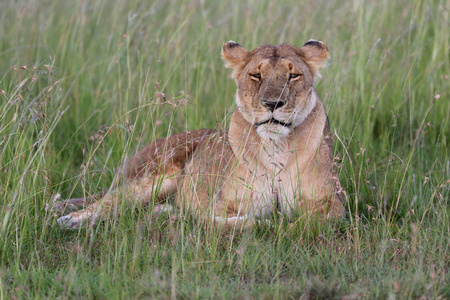 在马赛马拉国家游戏公园的稀树草原休息了一只母狮子