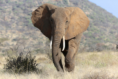 一只大象正在接近我在桑布鲁国家的游戏公园肯尼亚