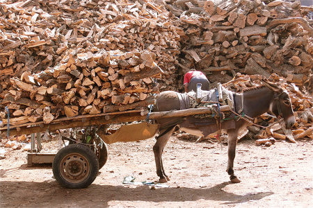 摩洛哥骡子图片