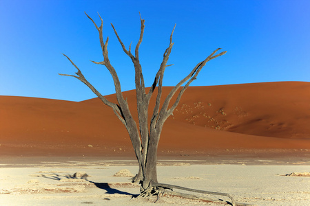 在 deadvlei 纳米比亚非洲的一棵枯树
