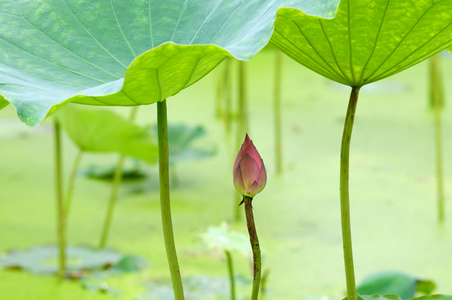 开花的莲花和叶子