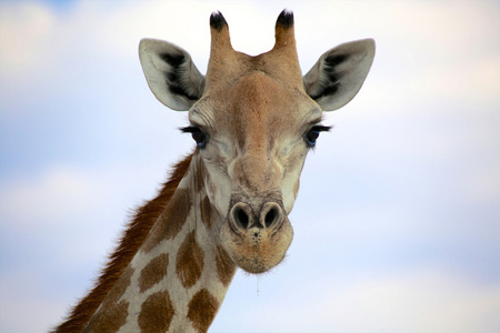 长颈鹿在埃托沙国家公园纳米比亚的肖像