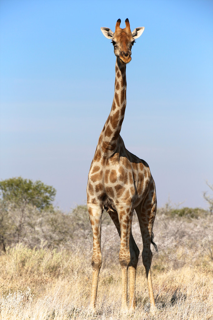 在纳米比亚埃托沙国家公园的一只长颈鹿