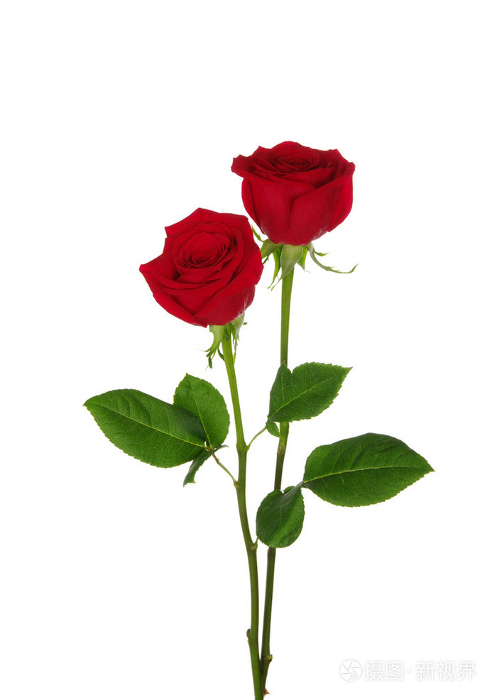 2638*3714px发票合同问题/玫瑰美丽花瓣查看作者其他作品查看更多>