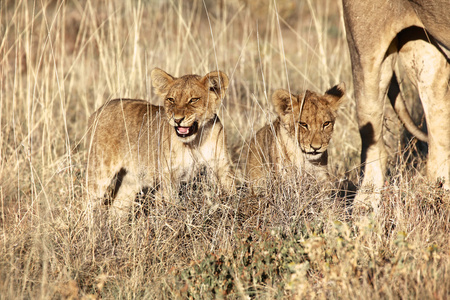 在埃托沙国家公园的两个狮子幼崽