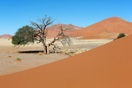 查看从沙丘在 sossuvlei 纳米比亚