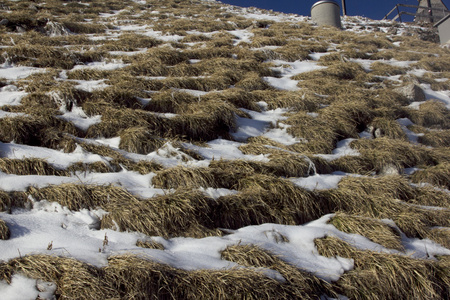 站在山顶白雪冰草