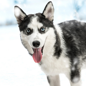 西伯利亚雪橇犬