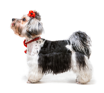 约克夏梗犬图片大全