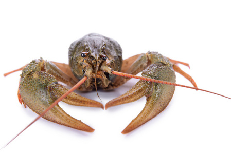 活的动物螯虾照片