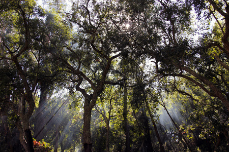 阳光穿过森林中的树木图片