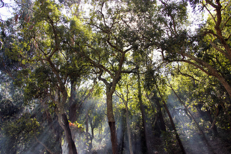 阳光穿过森林中的树木图片