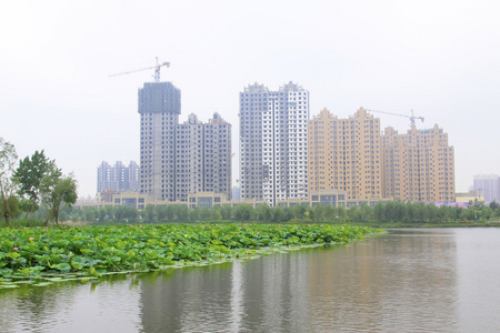 大莲花和高层建筑在公园里