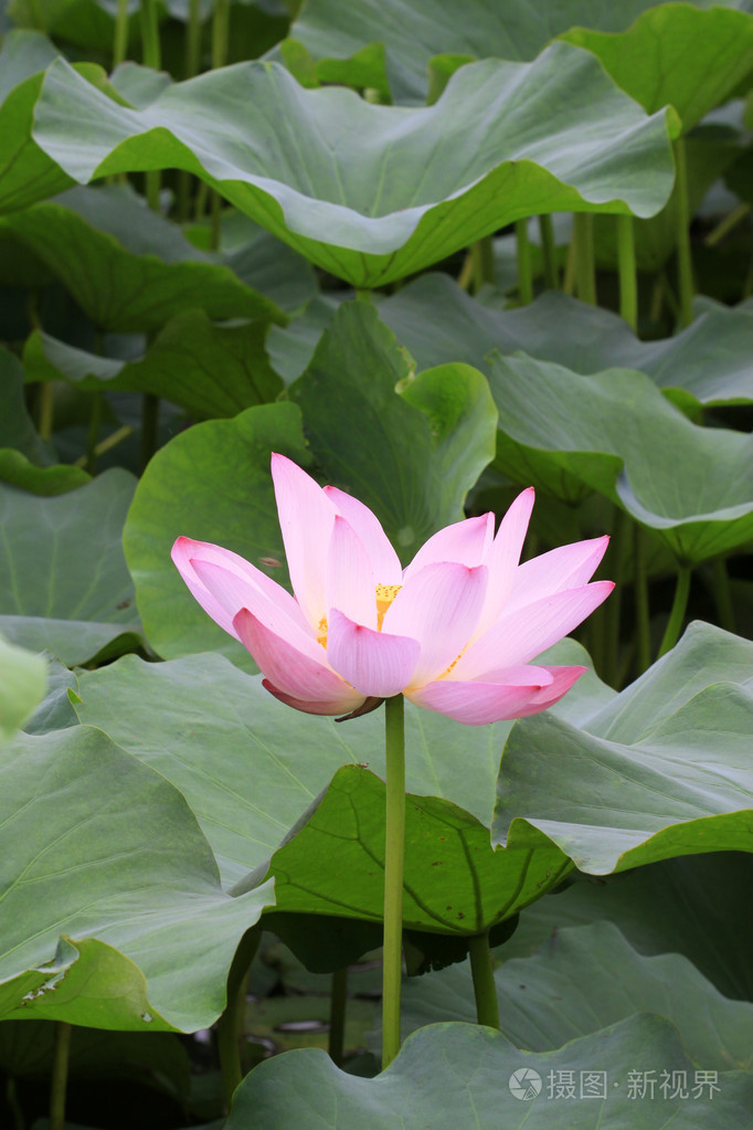 莲花两边翻的照片图片