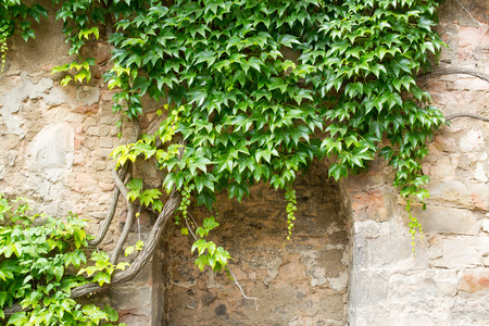 绿色的常春藤在石墙上，汉诺威，德国