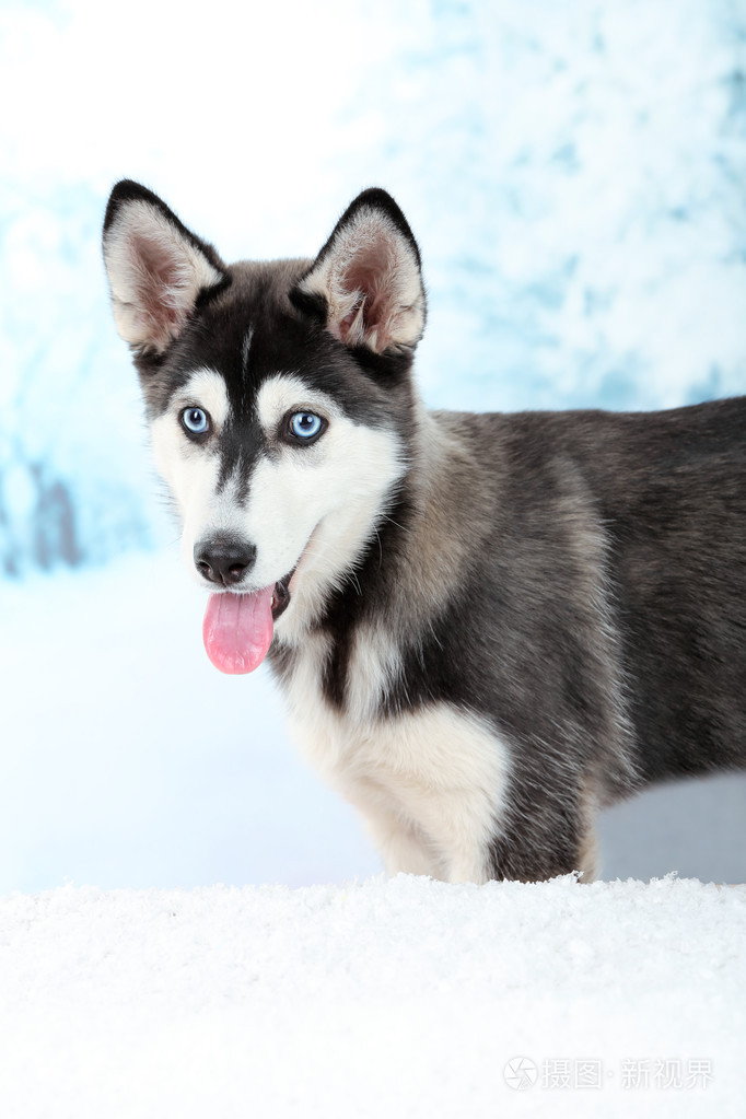 美丽可爱的哈士奇小狗在冬天背景上