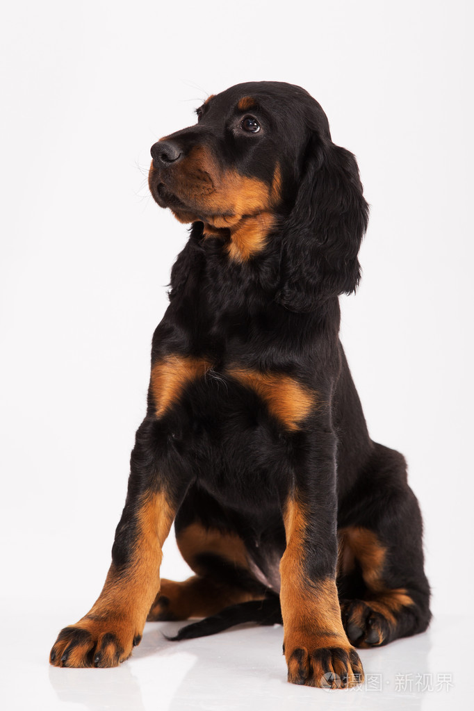 白色背景上的年轻哥顿塞特犬小狗