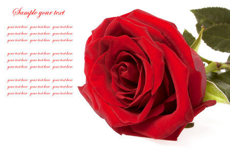 单红的玫瑰花，孤立的白色背景上