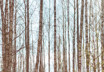 在春天的白桦树枝图片-在春天的白桦树枝素材-在春天的白桦树枝插画