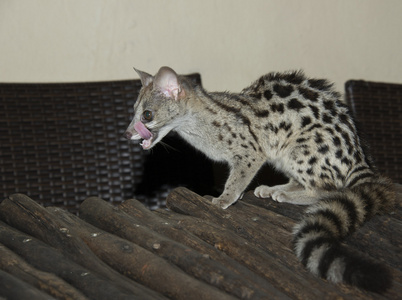 mongoosgenet 猫照片