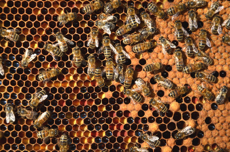 关于蜂窝蜜蜂