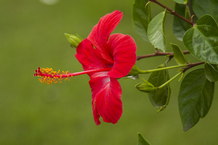 红芙蓉花