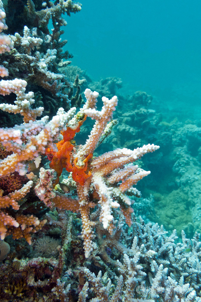 珊瑚与海绵在热带海洋上蓝色的水背景的底部