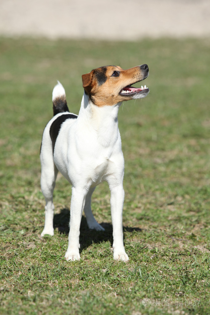 好牧师罗素梗在自然