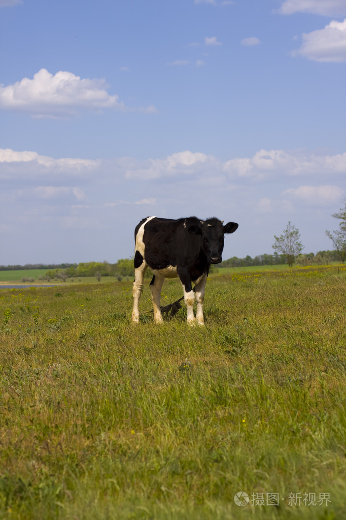 牛放牧的草地上
