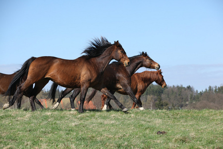 批的棕色的马在牧场中移动