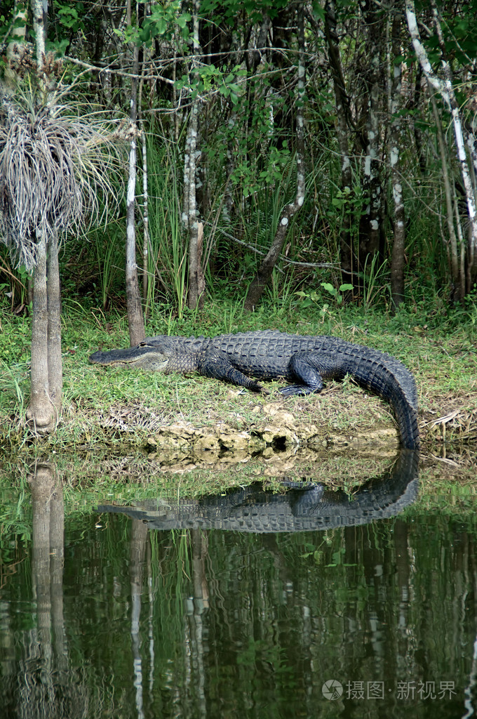 在河岸上休息的大鳄鱼