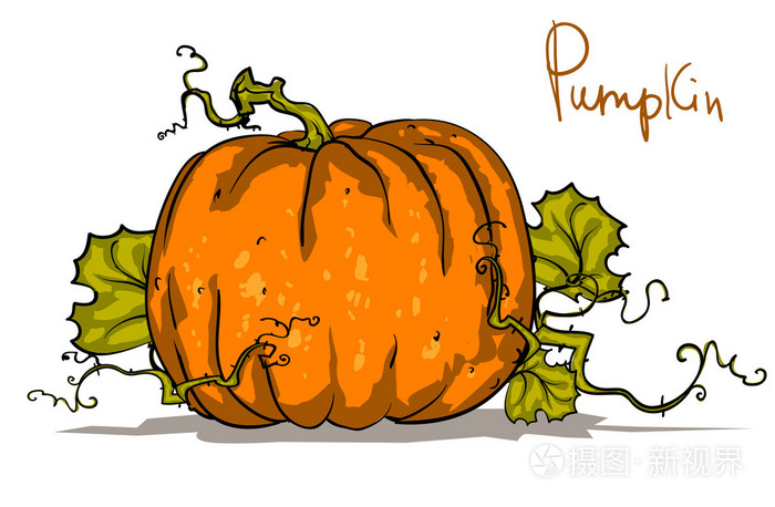 孤立的南瓜插画-正版商用图片1f8rph-摄图新视界