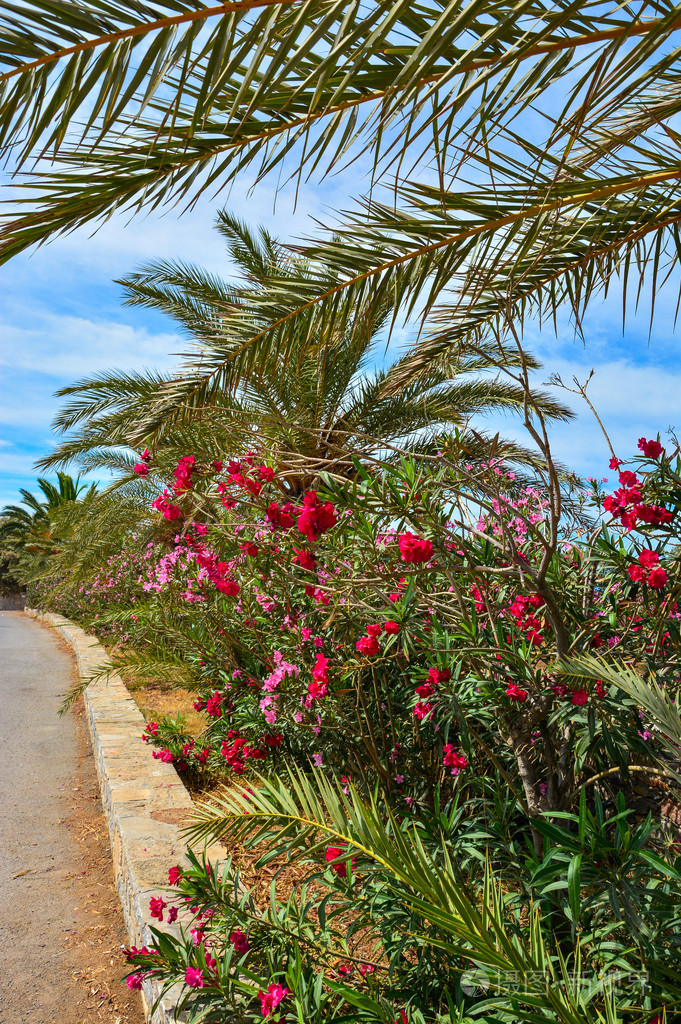 鲜花和棕榈树沿着一条路