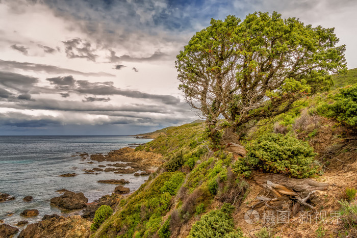 扭曲有棵老松树沙漠 des agriates 在海岸线上哥林多前书