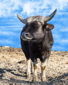 非洲的公牛的肖像