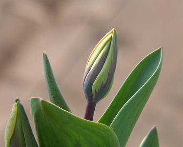 郁金香花芽