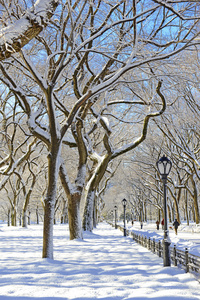 在雪地上，纽约曼哈顿的中央公园