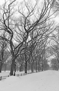 在雪地上，纽约曼哈顿的中央公园