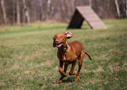 匈牙利猎犬