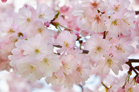 春天背景与粉红色的花朵，在树枝上