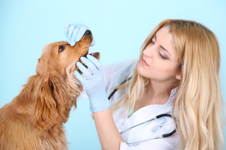 美丽的年轻女兽医检查狗在诊所
