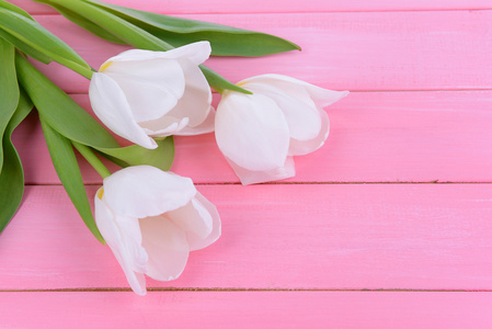 束美丽的粉红色的背景上的白色郁金香