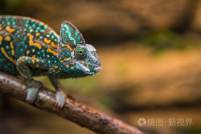 高冠的变色龙蜥蜴