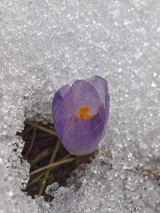 藏红花在雪中