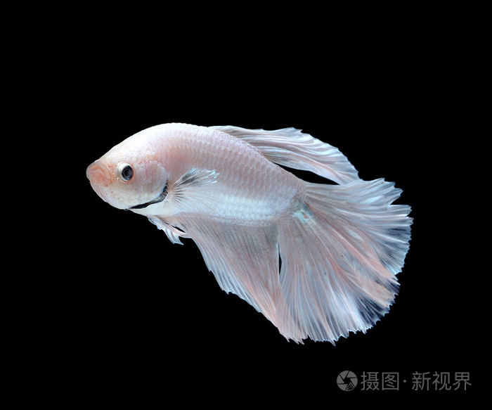白色暹罗斗鱼斗鱼上白色高建群孤立